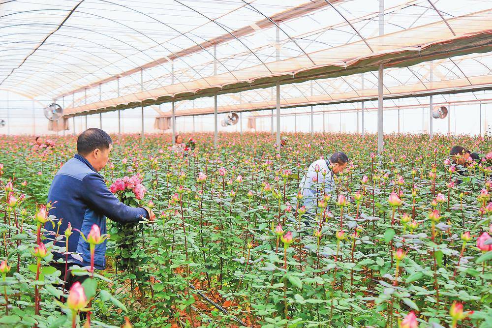 新春走基层丨6686体育下载玫瑰芬芳 俏销市场(图1)