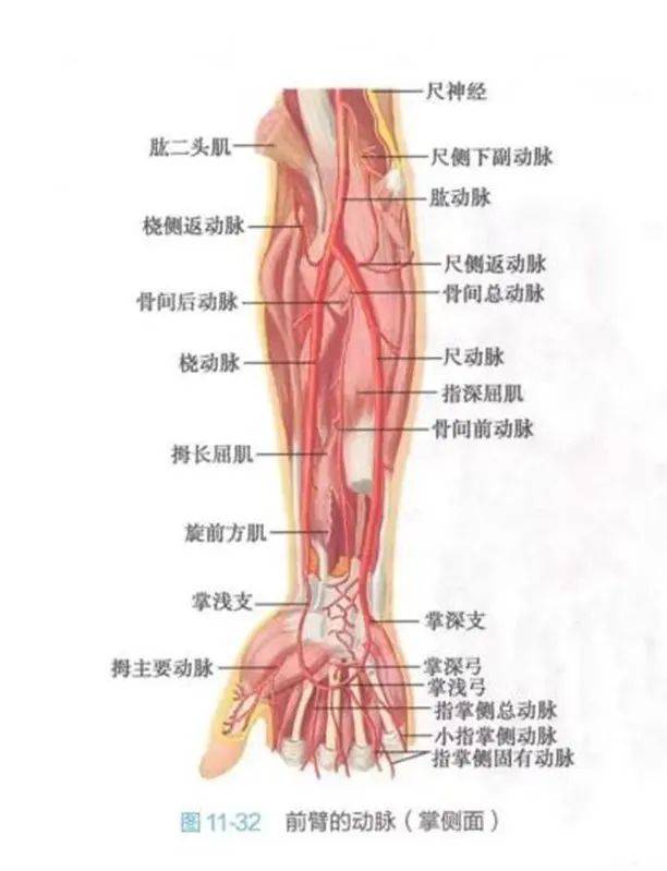 长旋的位置图解图片