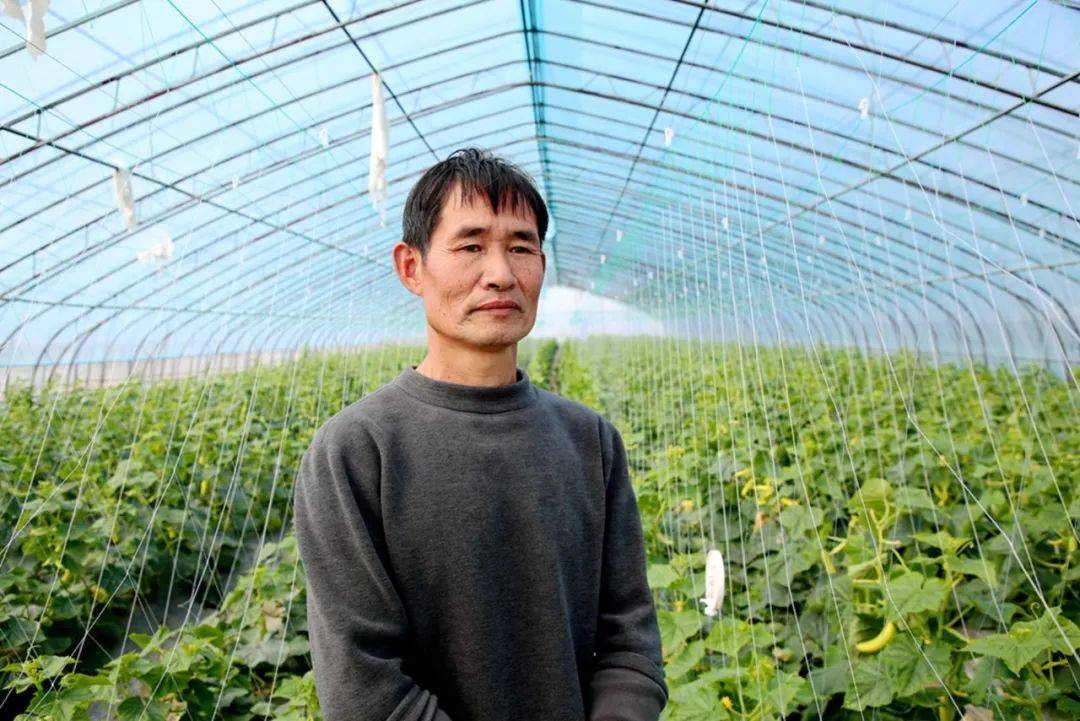 周田镇：温室大棚焕生机 水果黄瓜抢“鲜”上市开云体育app(图1)
