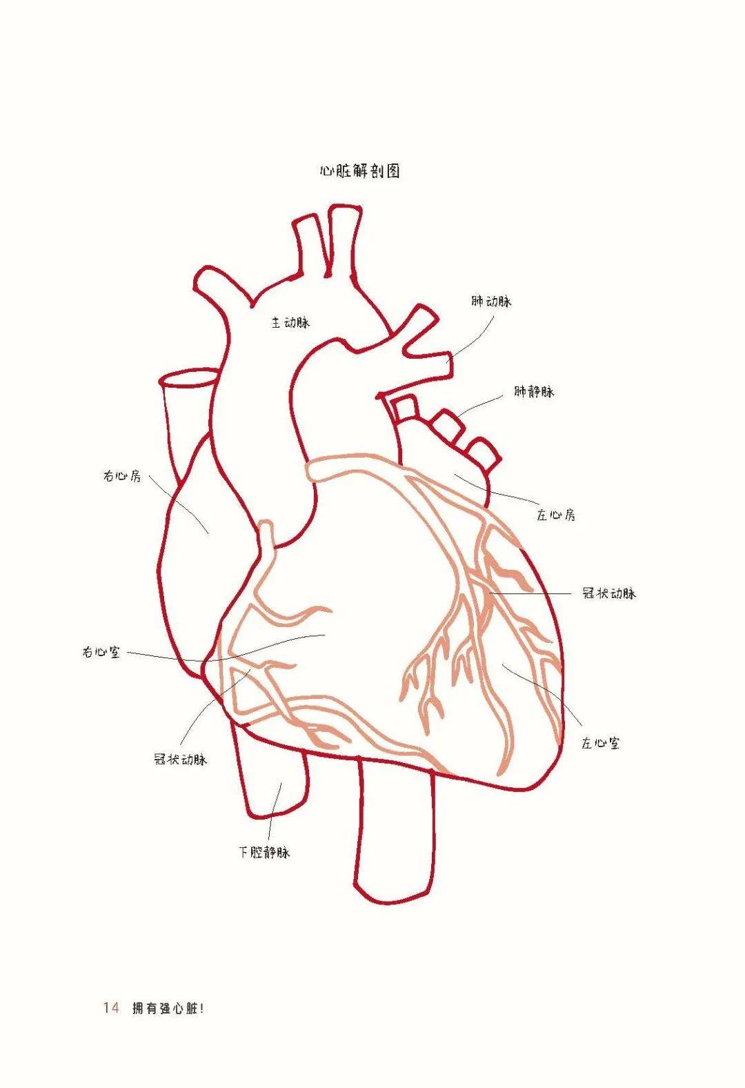 心脏可真是个迷人又神奇的器官,从人出生到死亡从未停歇,不断跳动