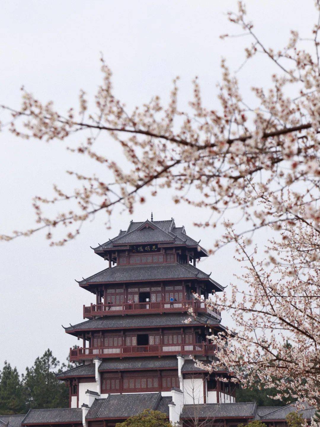 暗香浮动满园春|花明楼梅花盛放邀君共赏