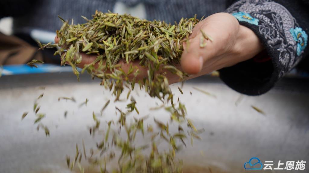 新葡萄娱乐平台元宵品新茶 利川沙溪第一茬春茶抢“鲜”上市 开启春日茶香盛宴(图5)