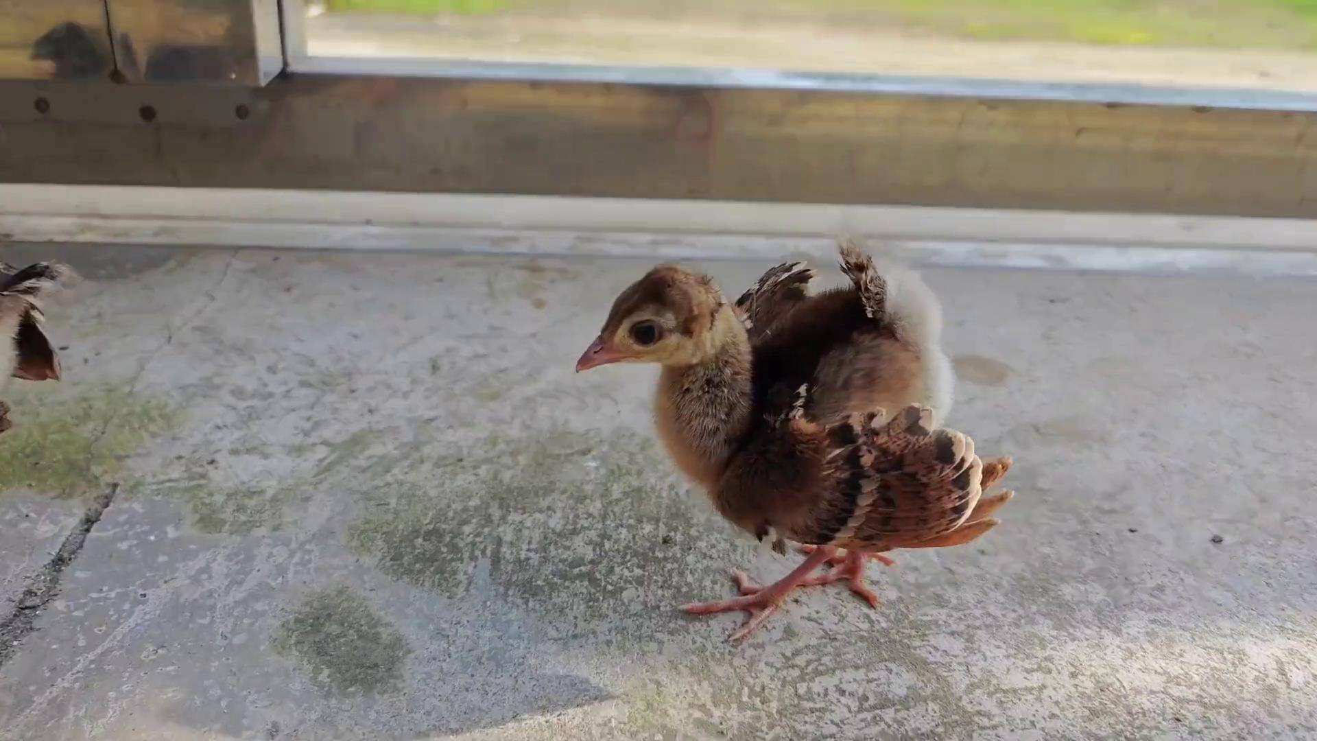 刚出生的小孔雀,路都走不稳就开屏了,太逗了! 孔雀