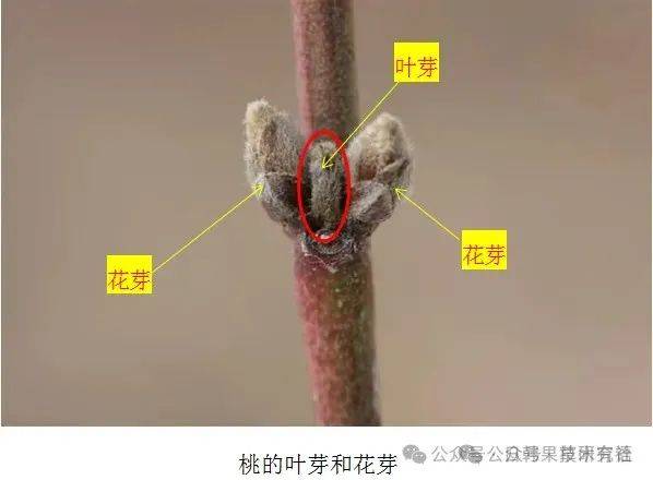 2月16日芽的分类之顶芽和侧芽_植物_结构_分枝