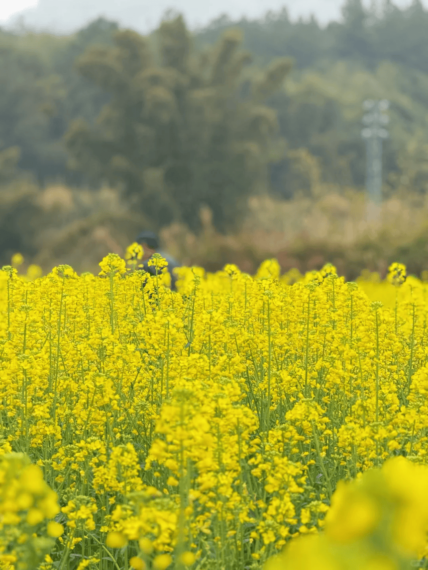 有一种春天,叫做油菜花开