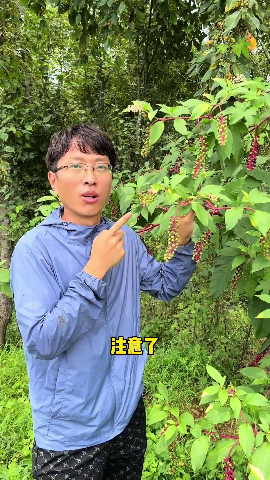 另一种茎杆为绿色,叫本土商陆,现在已经很难遇到了