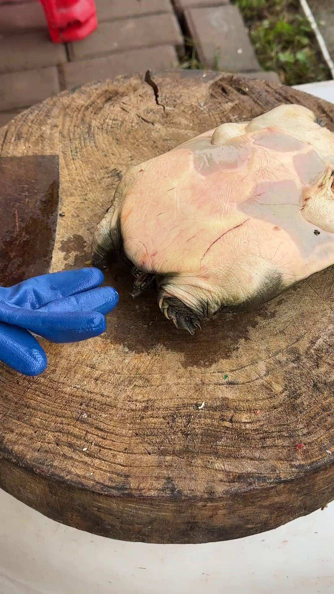 抓鱼三农甲鱼农村生活刀法娴熟