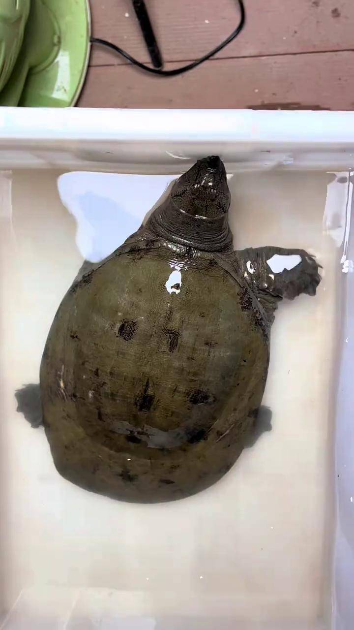 中华鳖 抖音助农扶农 老甲鱼 乌鳖纯野生