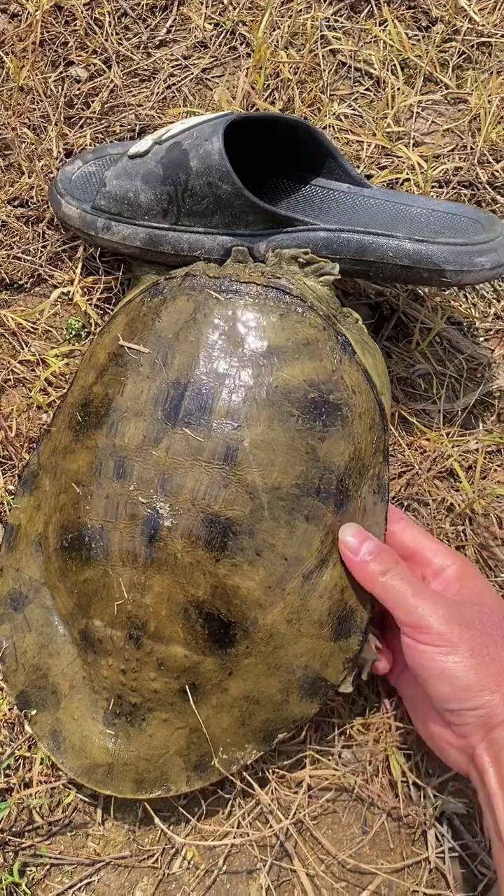 甲鱼 抓鱼 老甲鱼 野生甲鱼