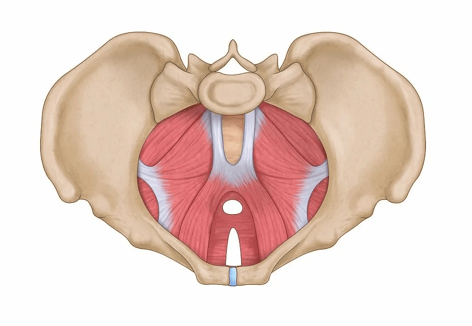 盆底肌修复到底要不要做?是智商税吗?结合图片讲解,5步实现快速恢复!