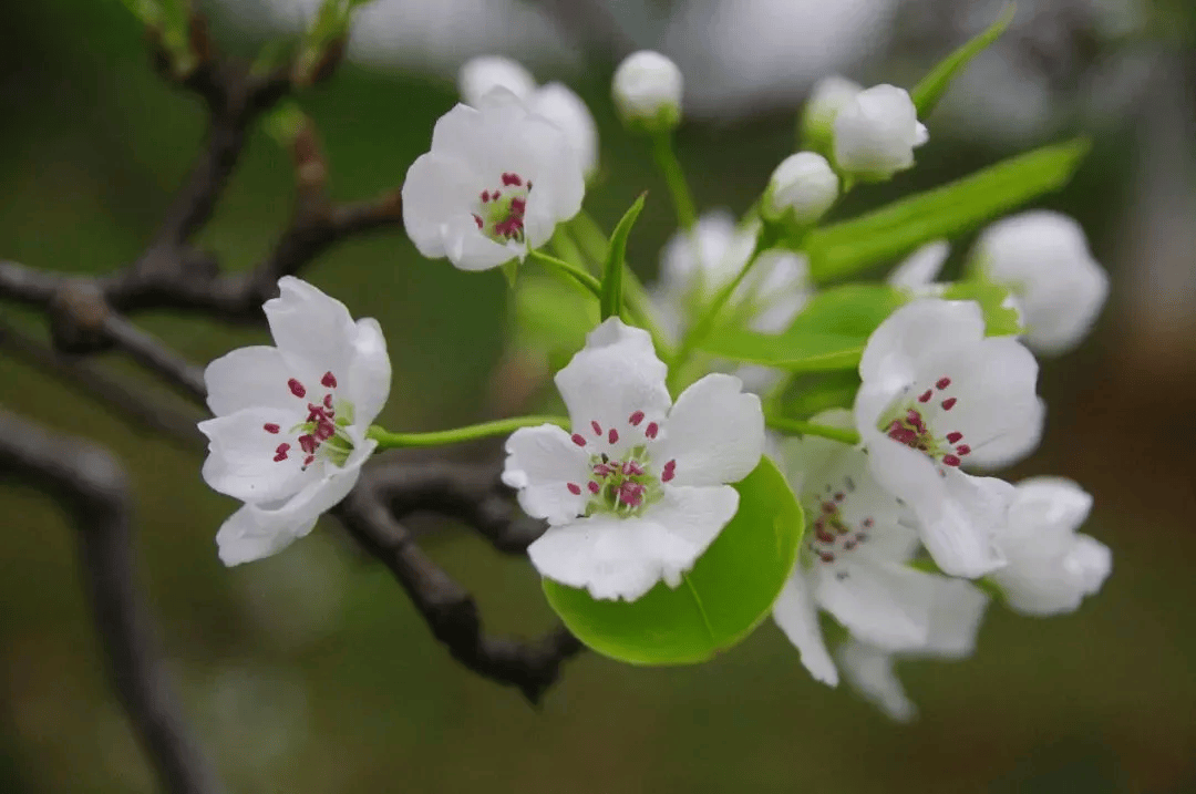 一分钟教你学会：如何区分樱花、桃花和梅花？