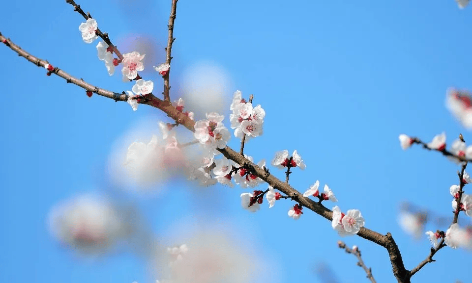 一分钟教你学会：如何区分樱花、桃花和梅花？