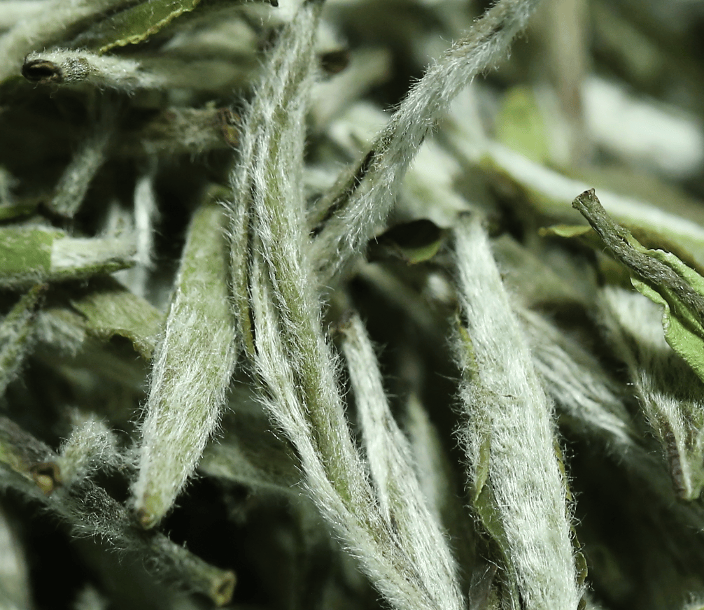 茶叶上的毛毛是什么,有什么用呢?