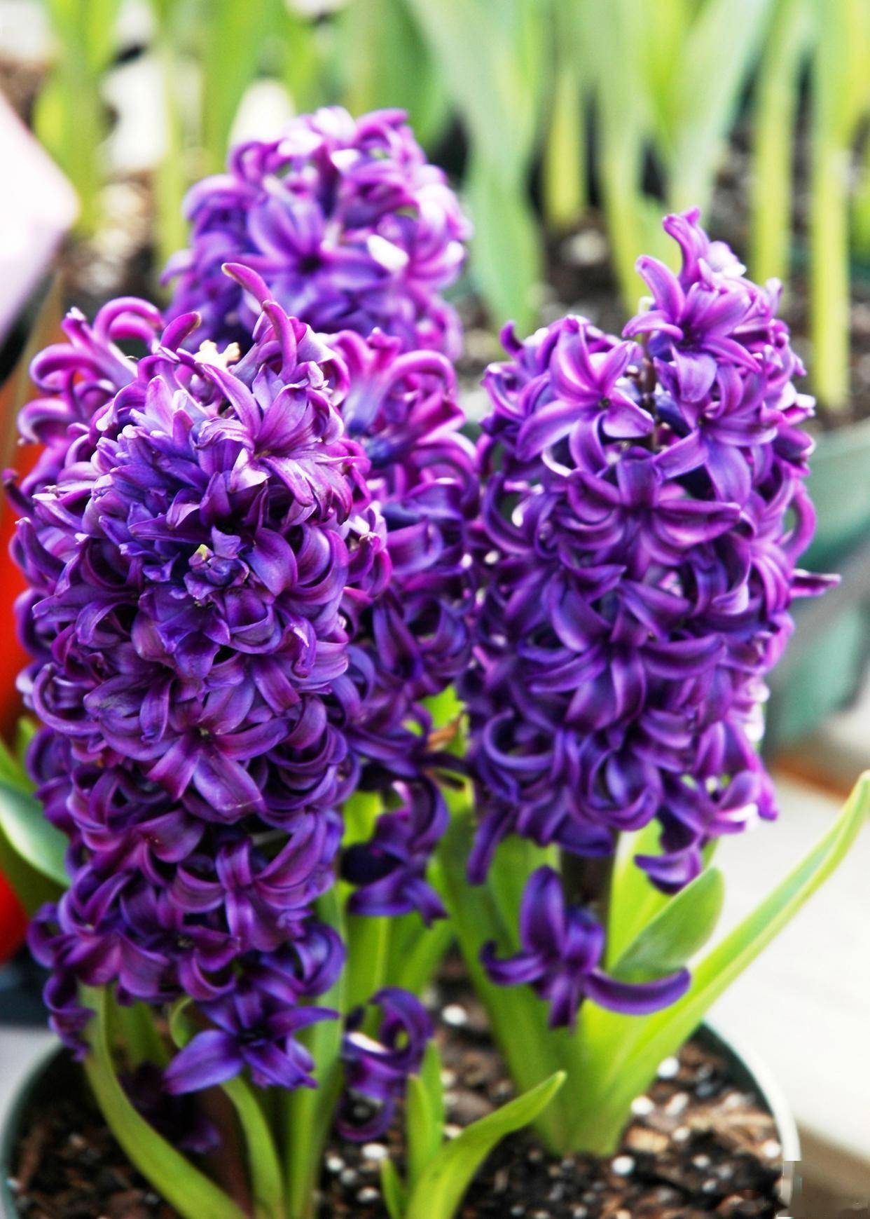 紫色风信子就像是一个内心充满矛盾的人,它既渴望着爱情,又害怕失去