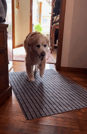 16岁老金毛听到主人喊它,每次都会特别开心地"跑"过来.