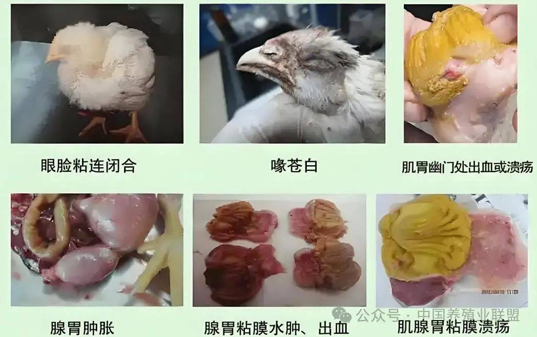 鸡腺肌胃炎的深度解析与综合防控策略