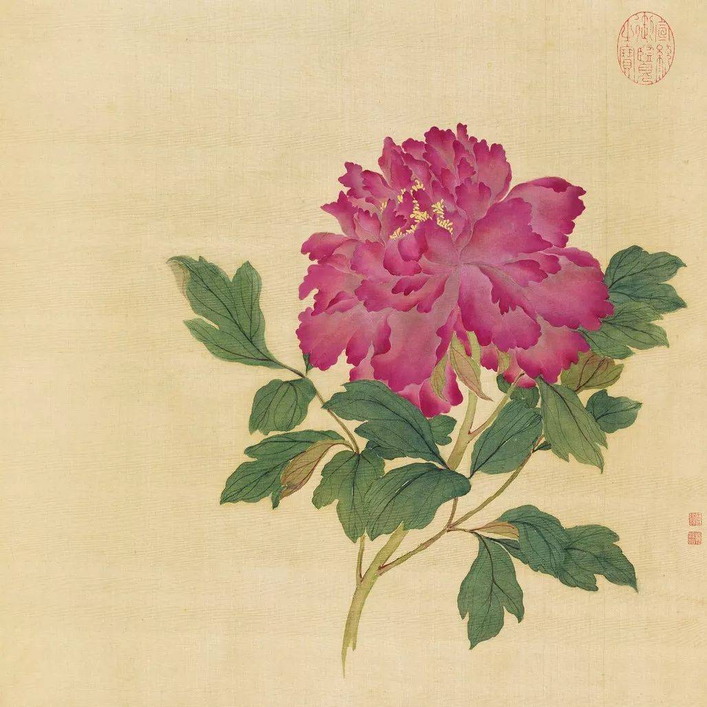 綠牡丹👇
