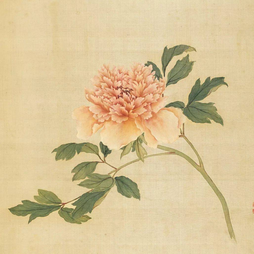 彩牡丹👇