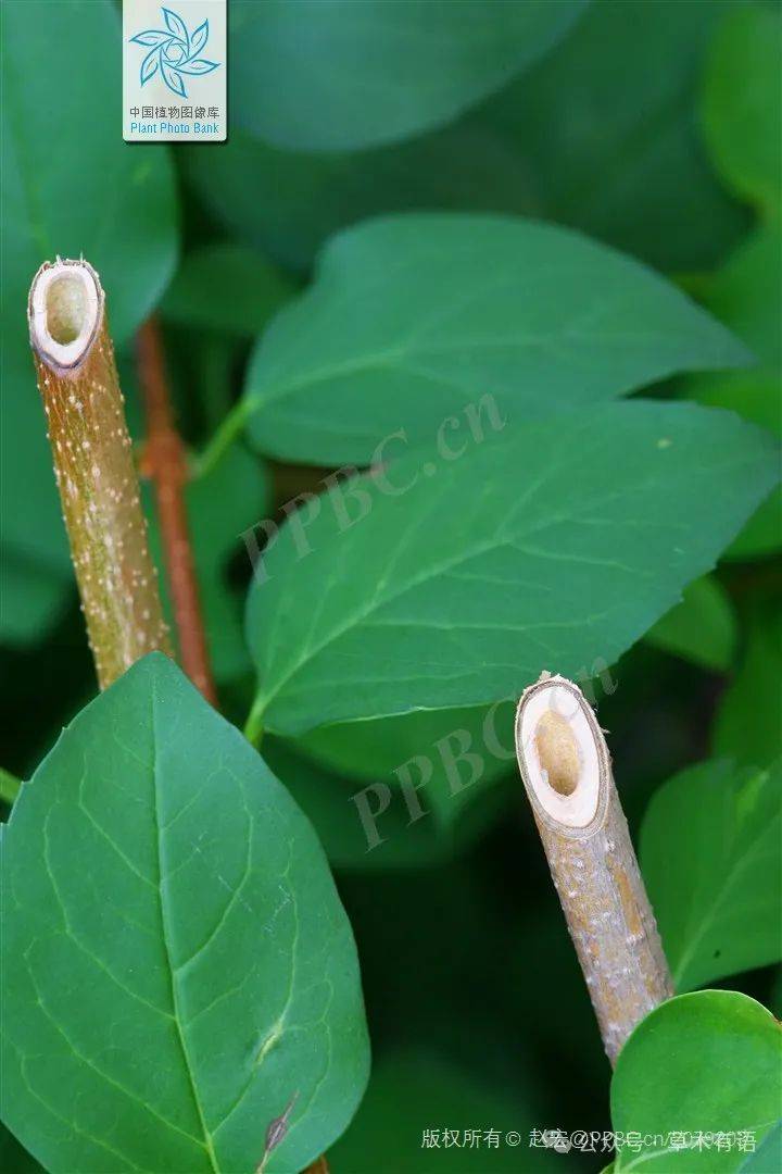 茎的形状