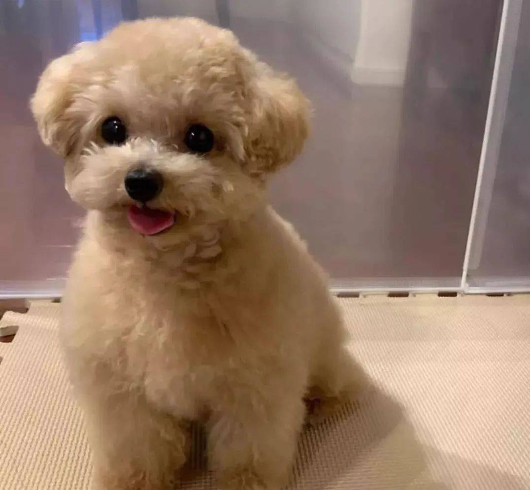 全网最萌小贵宾,一开心就吐舌头,网友被萌哭:想偷!