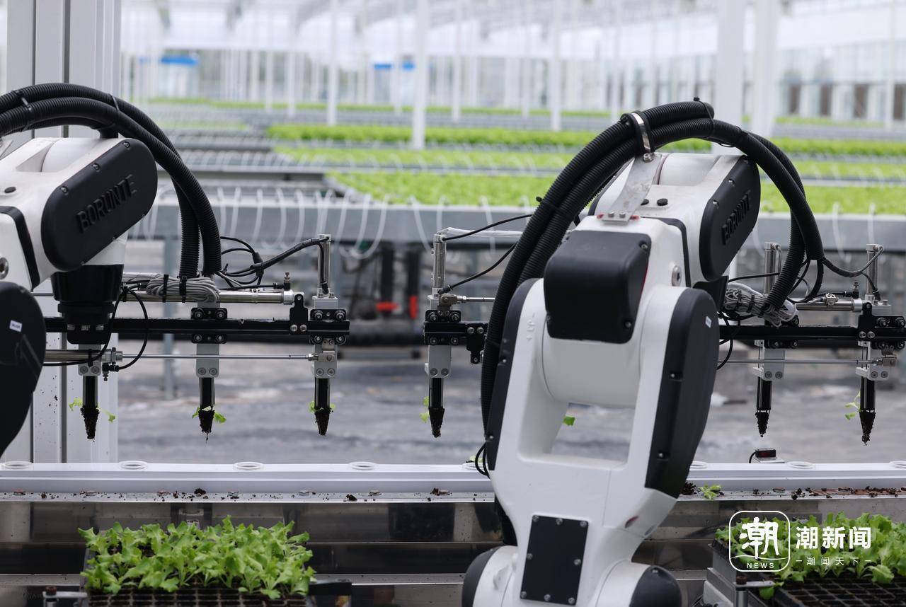 农业生产环节装上"智慧大脑" 移栽生菜用上机器人