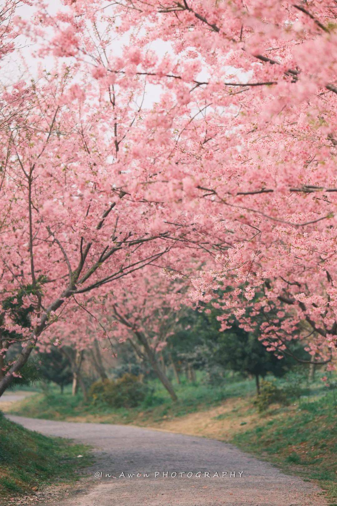 这个春天来浅山樱花树下唱歌,帮唱团就缺你了!