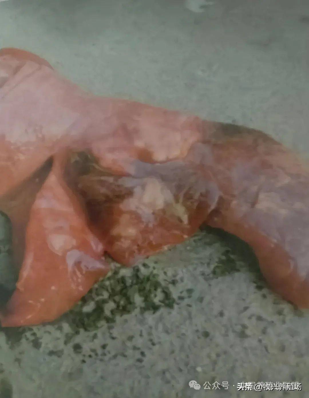 这种羊病传播快,死亡率高,快来了解羊得此病的特征及防治办法