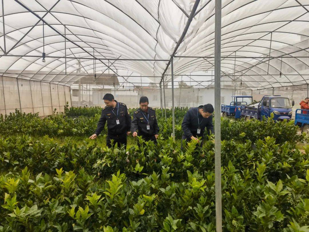 脐橙苗种植前景广阔 机遇与挑战并存
