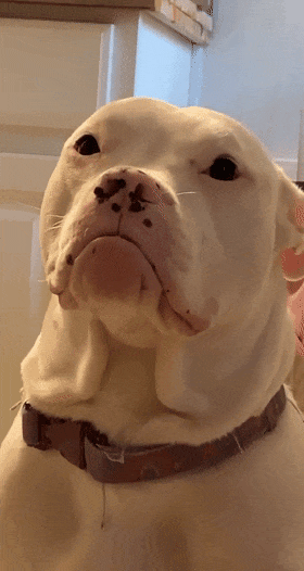 委屈小狗找爸爸求安慰,很丝滑地躺进了他怀里.网友惊了:这也太会了!