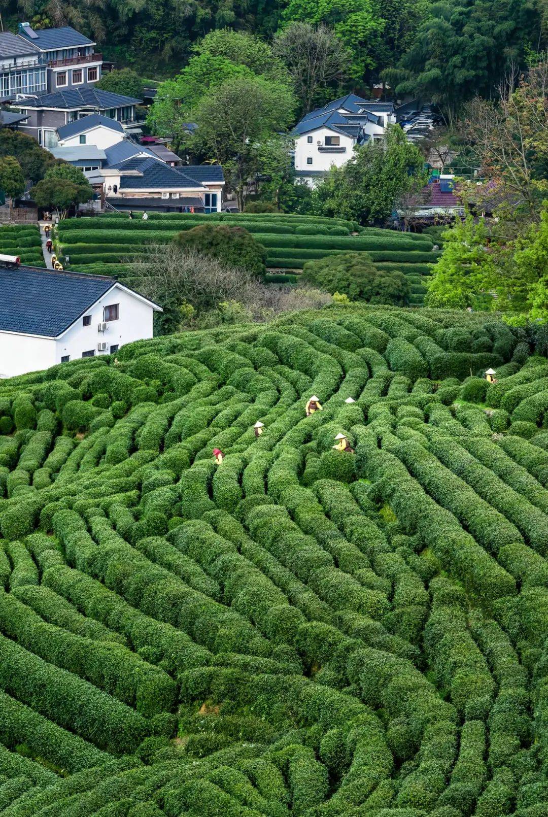 国家地理标志认证,正宗明前特级龙井!传统工艺!