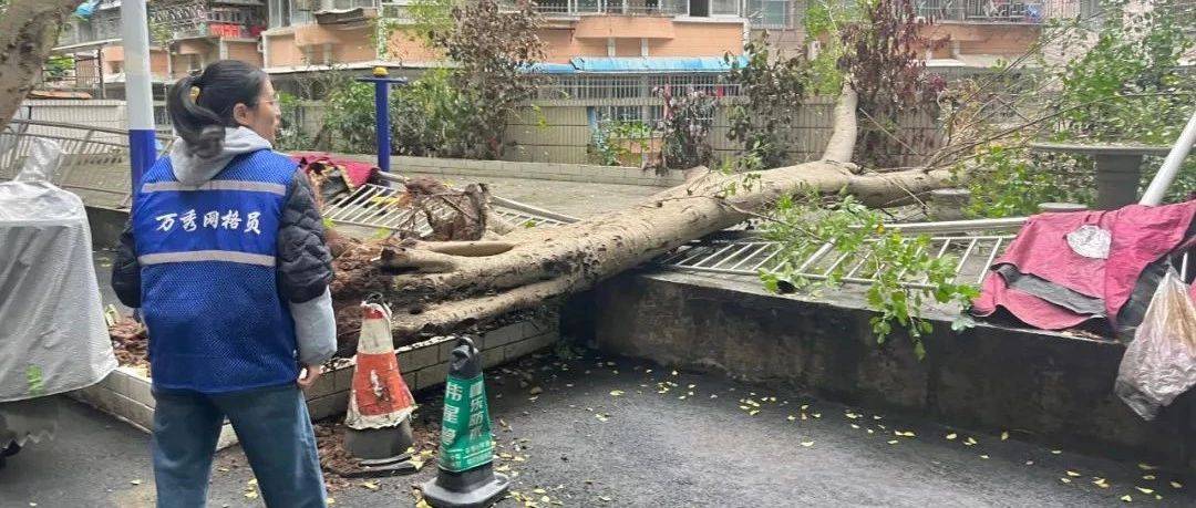 清理倒树 排除隐患_居民_富民街道_社区