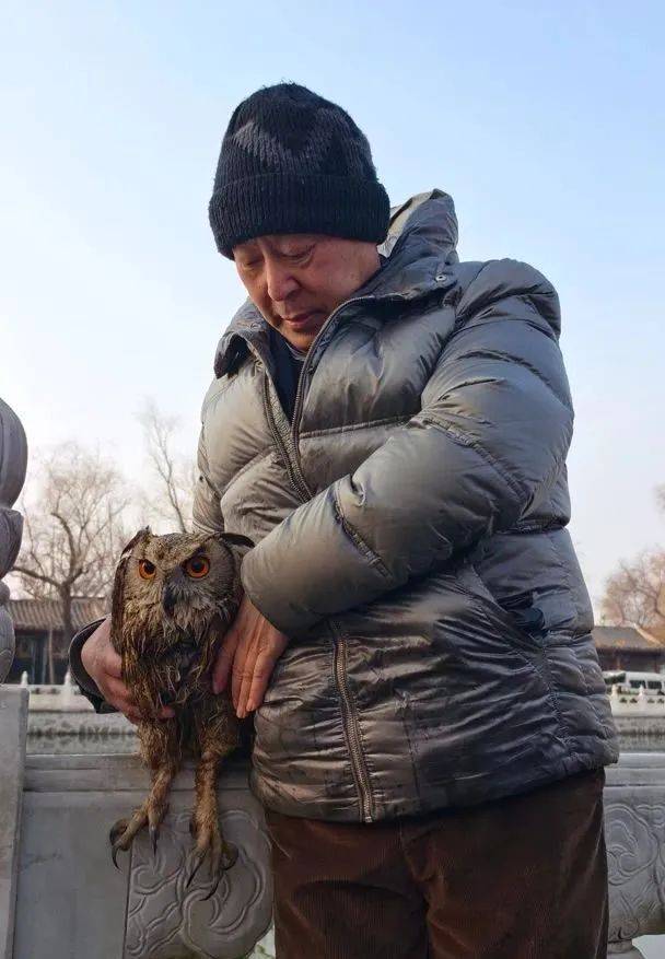 太丢鸟脸了吧！被乌鸦围攻，北京什刹海有只猫头鹰在“蝶泳”