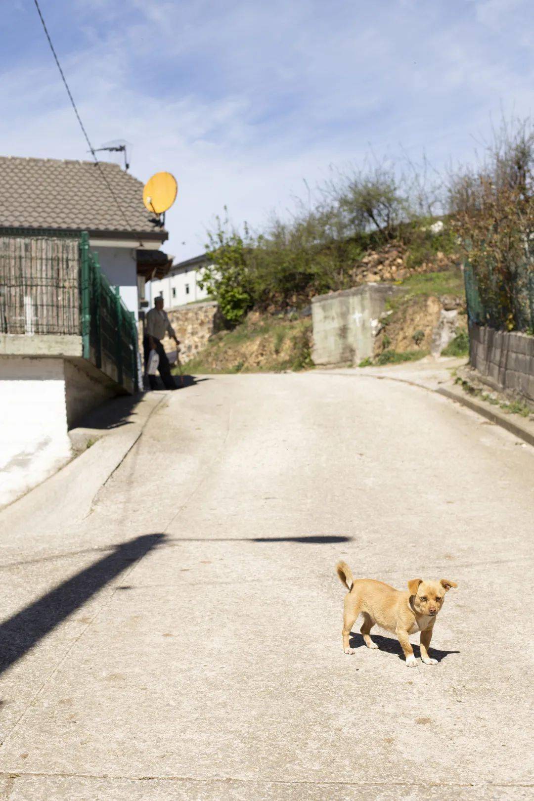 中华田园犬：最后的求救（中华田园犬六大品种）
