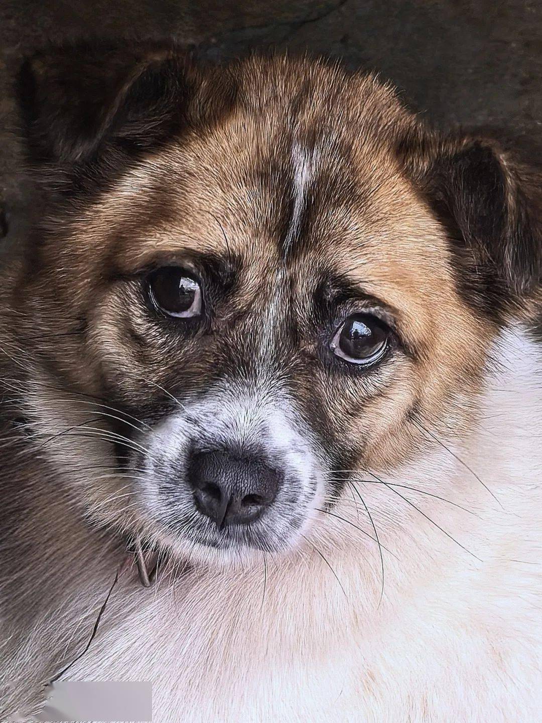中华田园犬：最后的求救（中华田园犬六大品种）