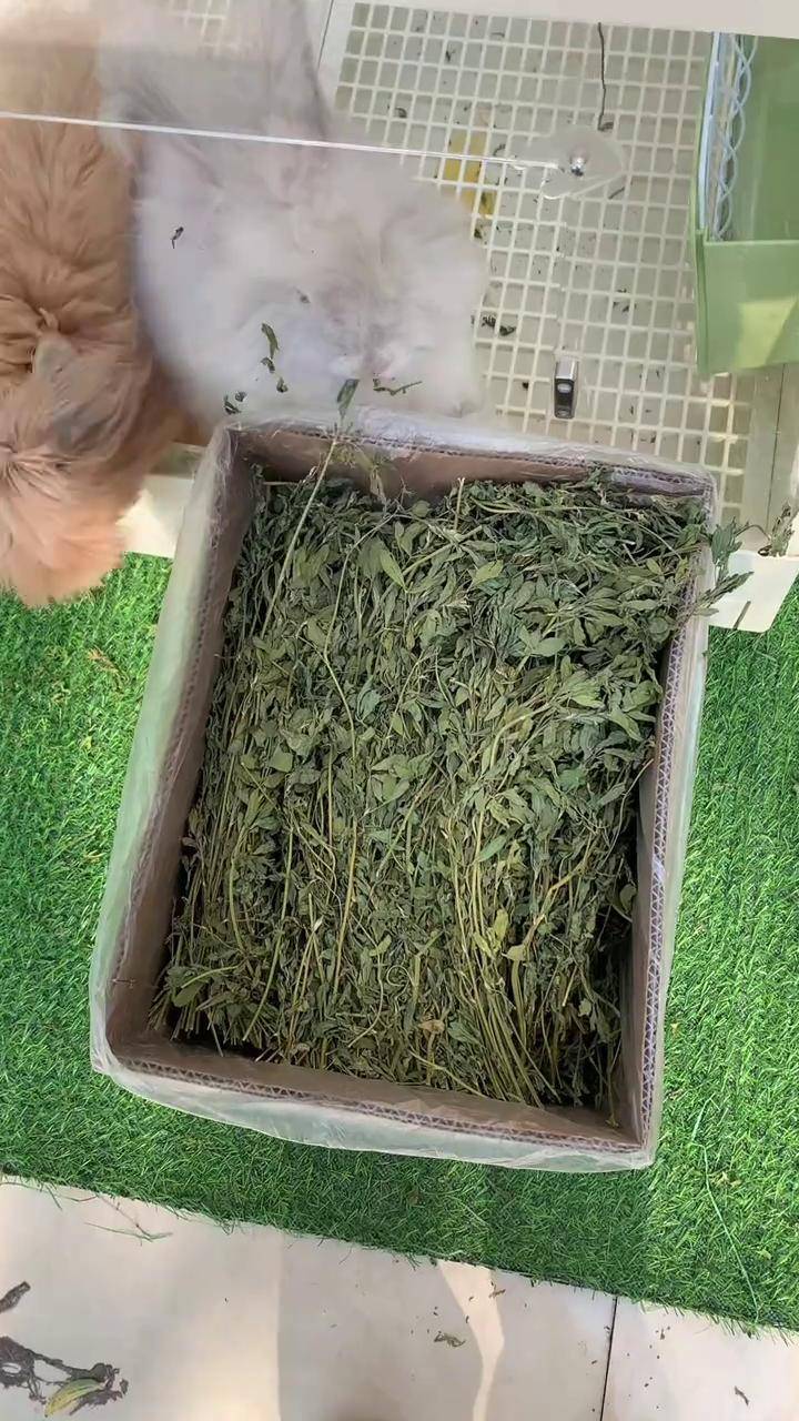 兔子超级爱吃的苜蓿草 小兔子吃东西 兔子吃什么 萌宠好物