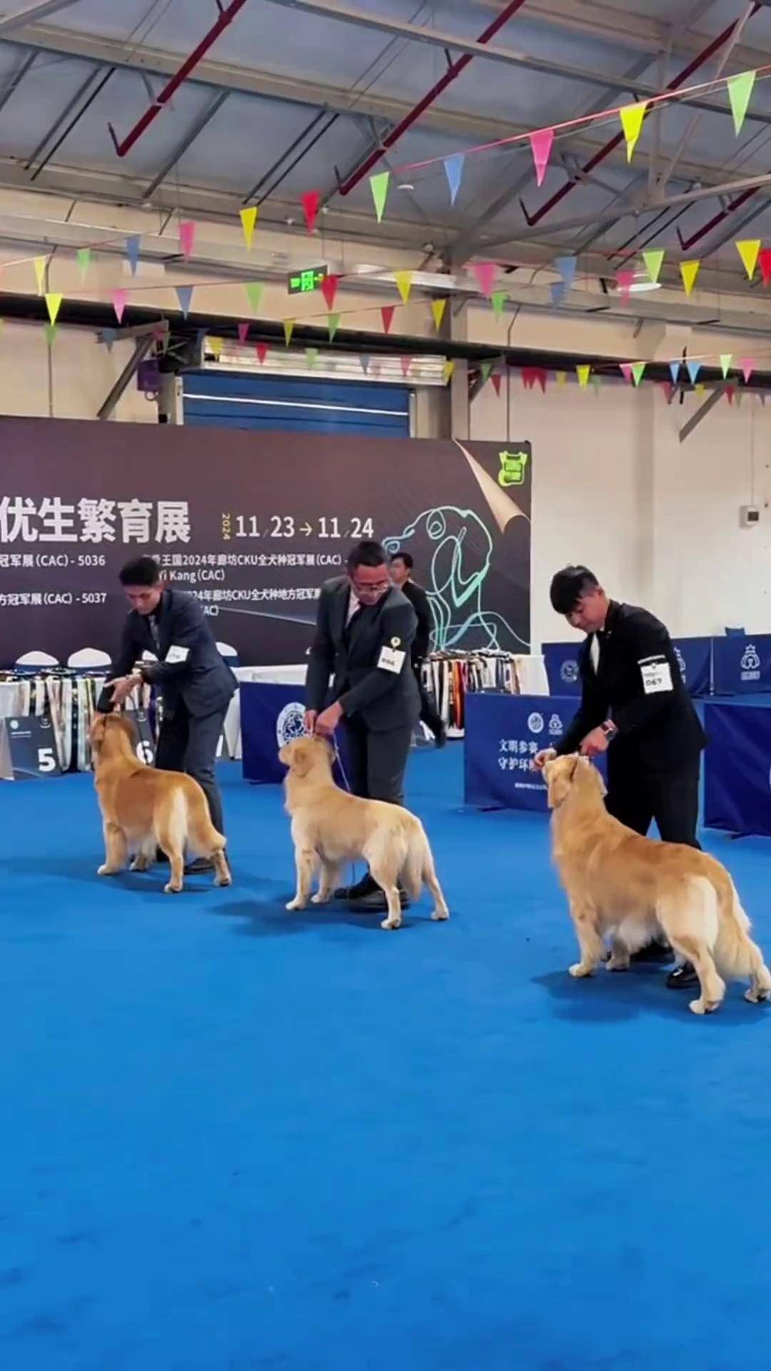 中国顶级赛级金毛犬舍赛级金毛俱乐部 赛级金毛 双血统金毛犬舍 金毛