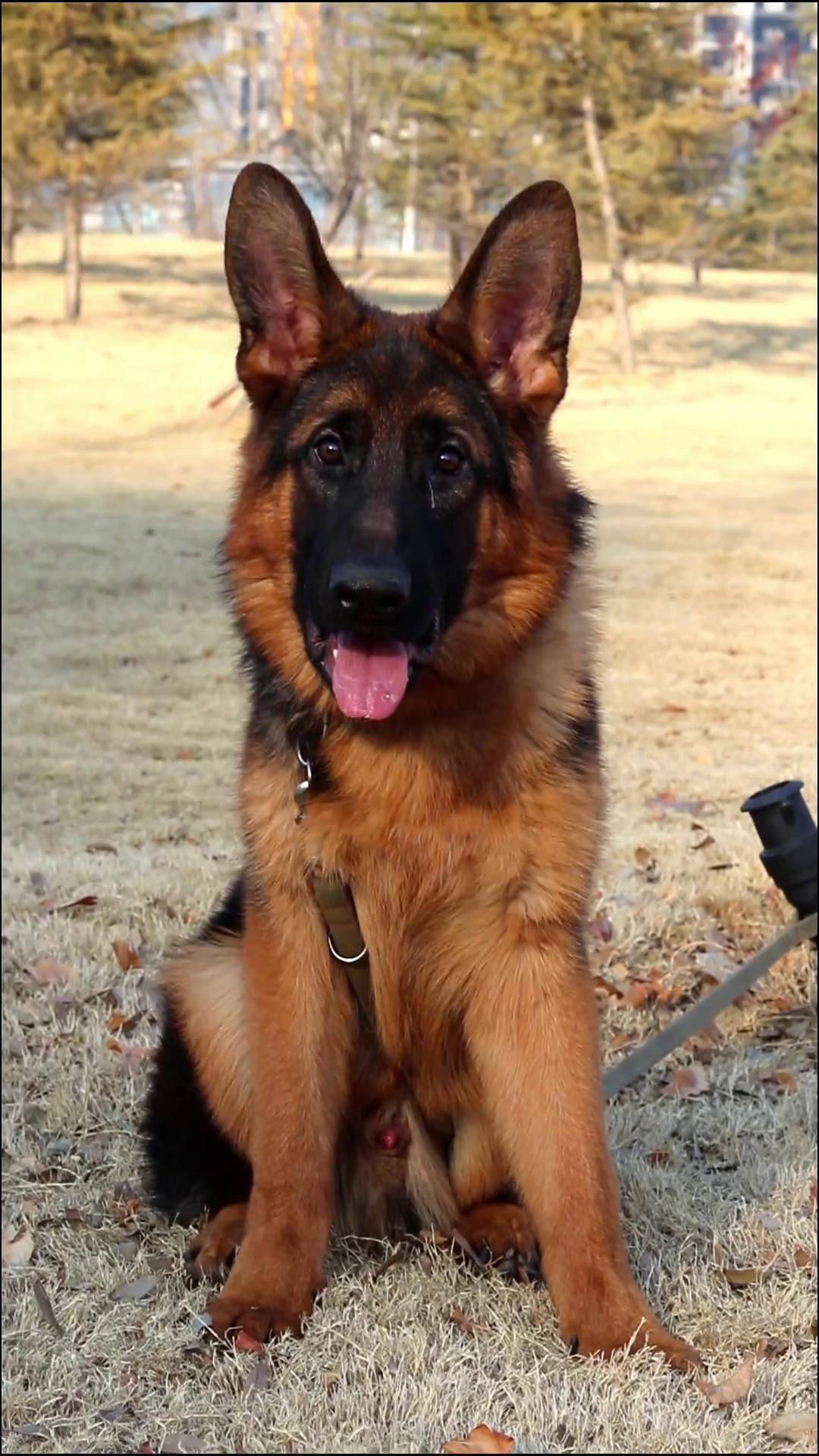 上新双血统6个月小公 毛色黑红 骨量充足德国牧羊犬