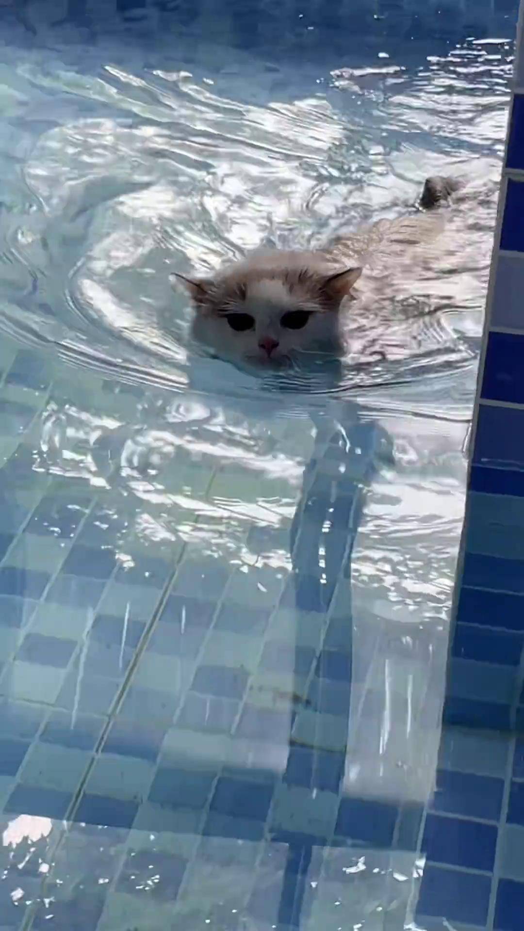 那只喜欢玩水的小猫咪又来游泳啦狗狗 动物的迷惑行为 猫咪 萌宠vlog