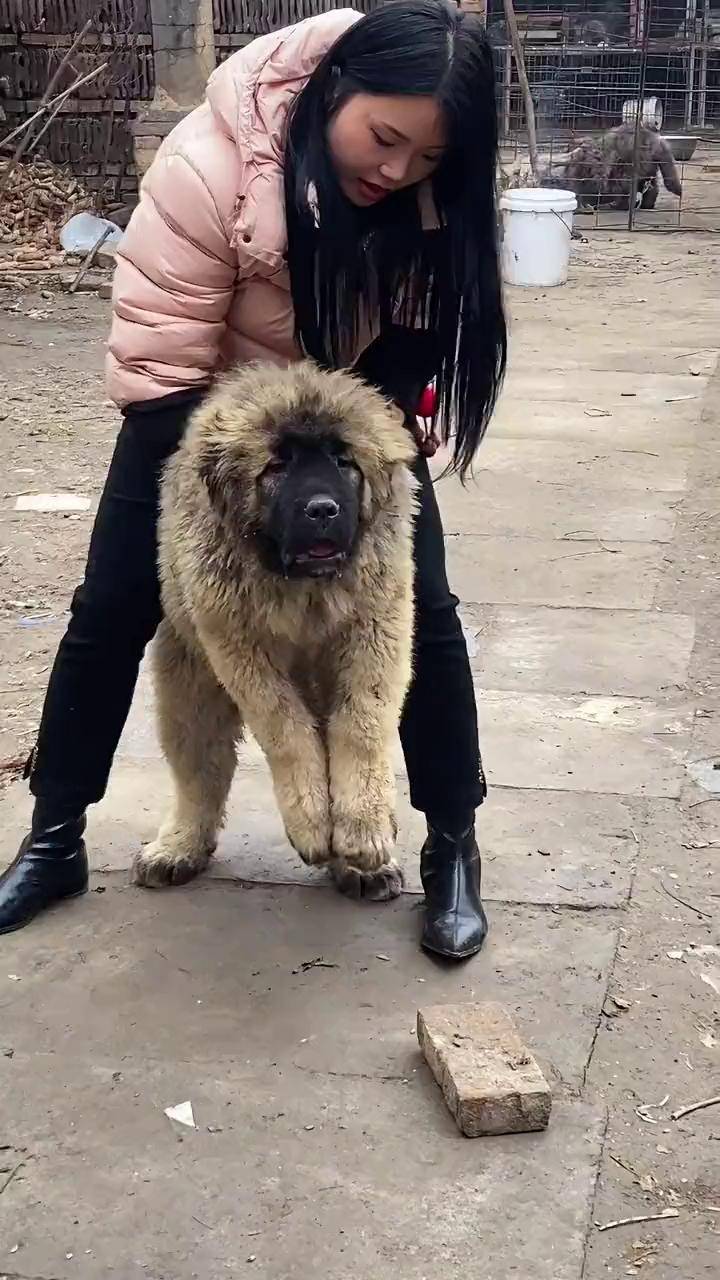 适合家养的大型犬品种推荐 自繁自养 猛犬 三农养殖 高加索