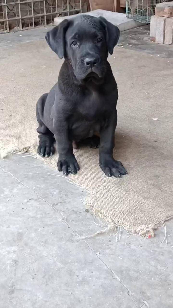 黑狼幼犬 精品黑狼 墨界黑狼