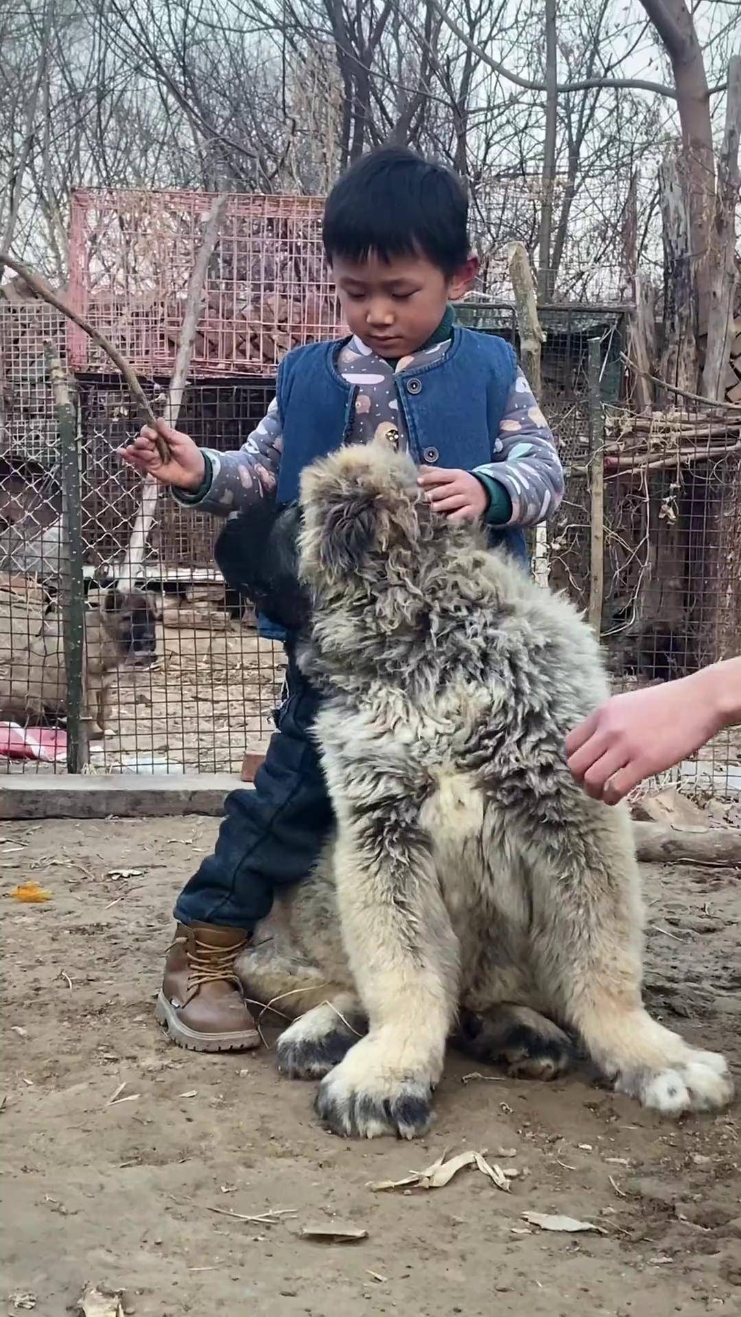 适合家养的大型犬品种推荐 自繁自养 猛犬 三农养殖 高加索犬