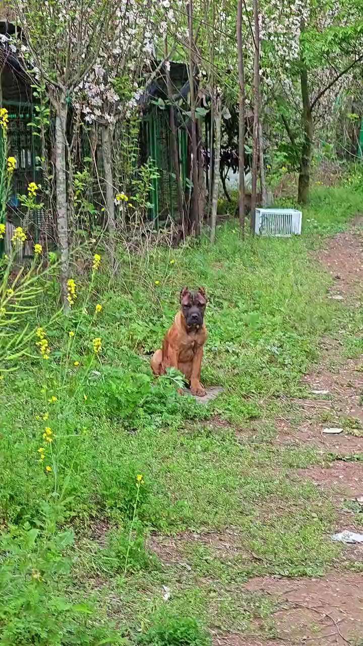 铁面小母卡斯罗小卡 卡斯罗幼犬 卡斯罗犬