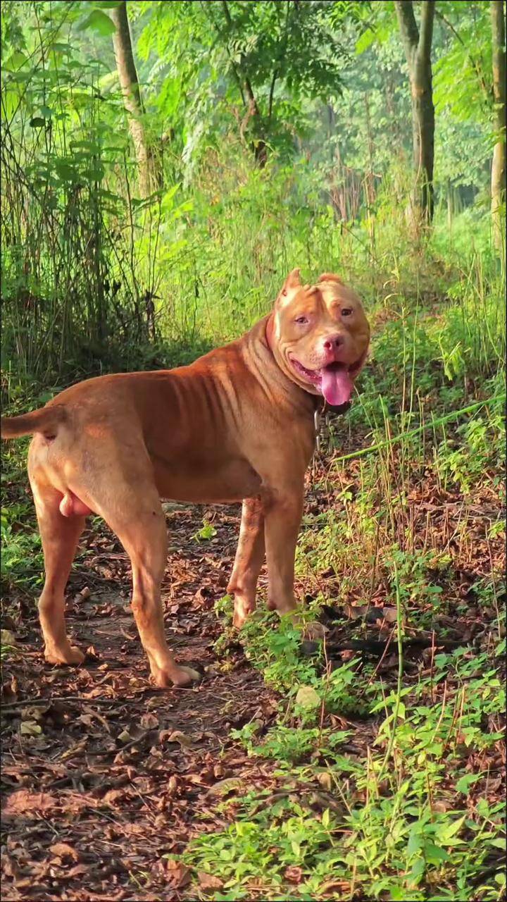比特犬:天使与恶魔的完美结合 比特犬 比特 比特精神 狗王 打架最厉害
