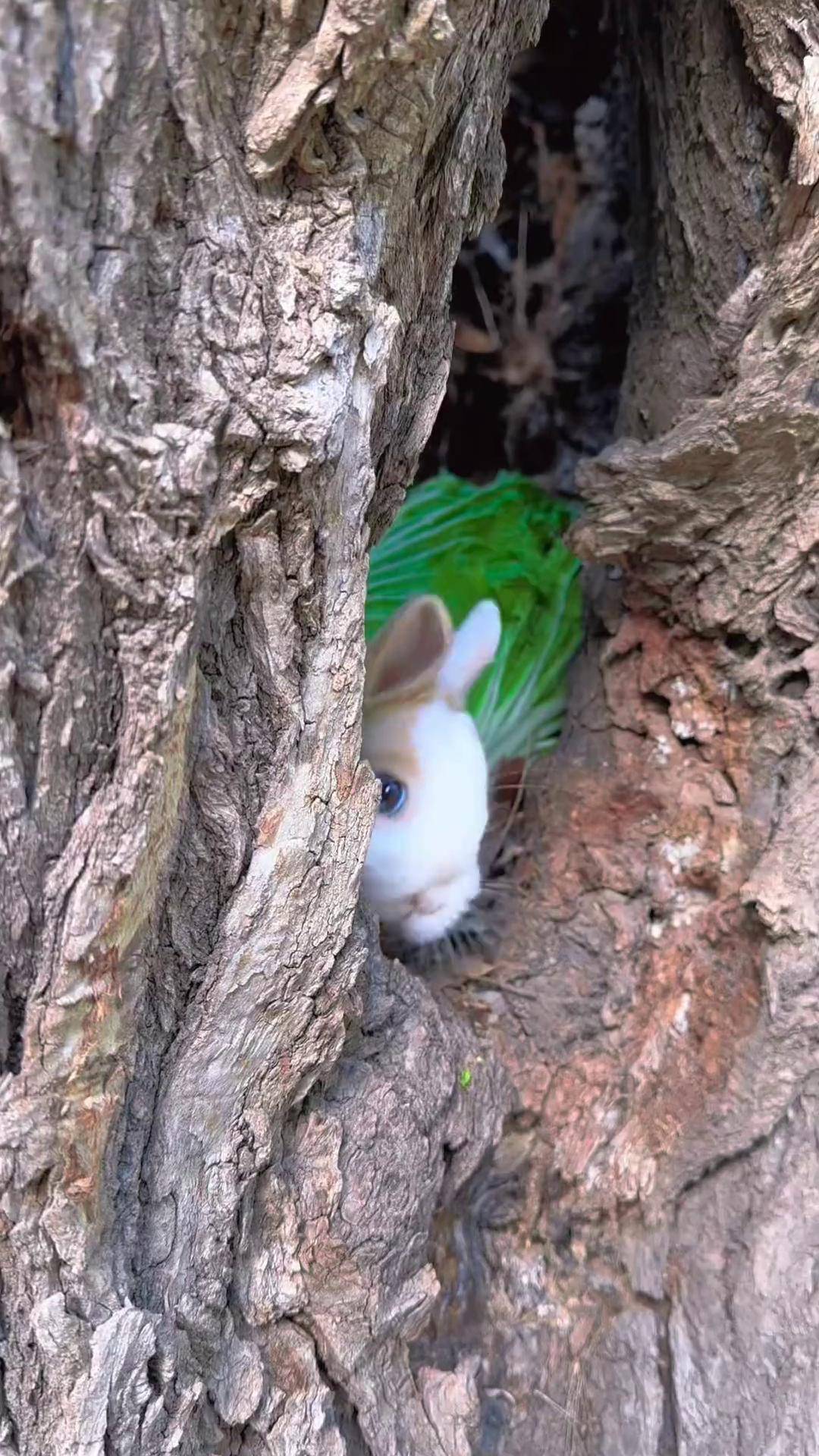 小兔子在树洞里啃白菜萌宠 兔子 田园小萌宠