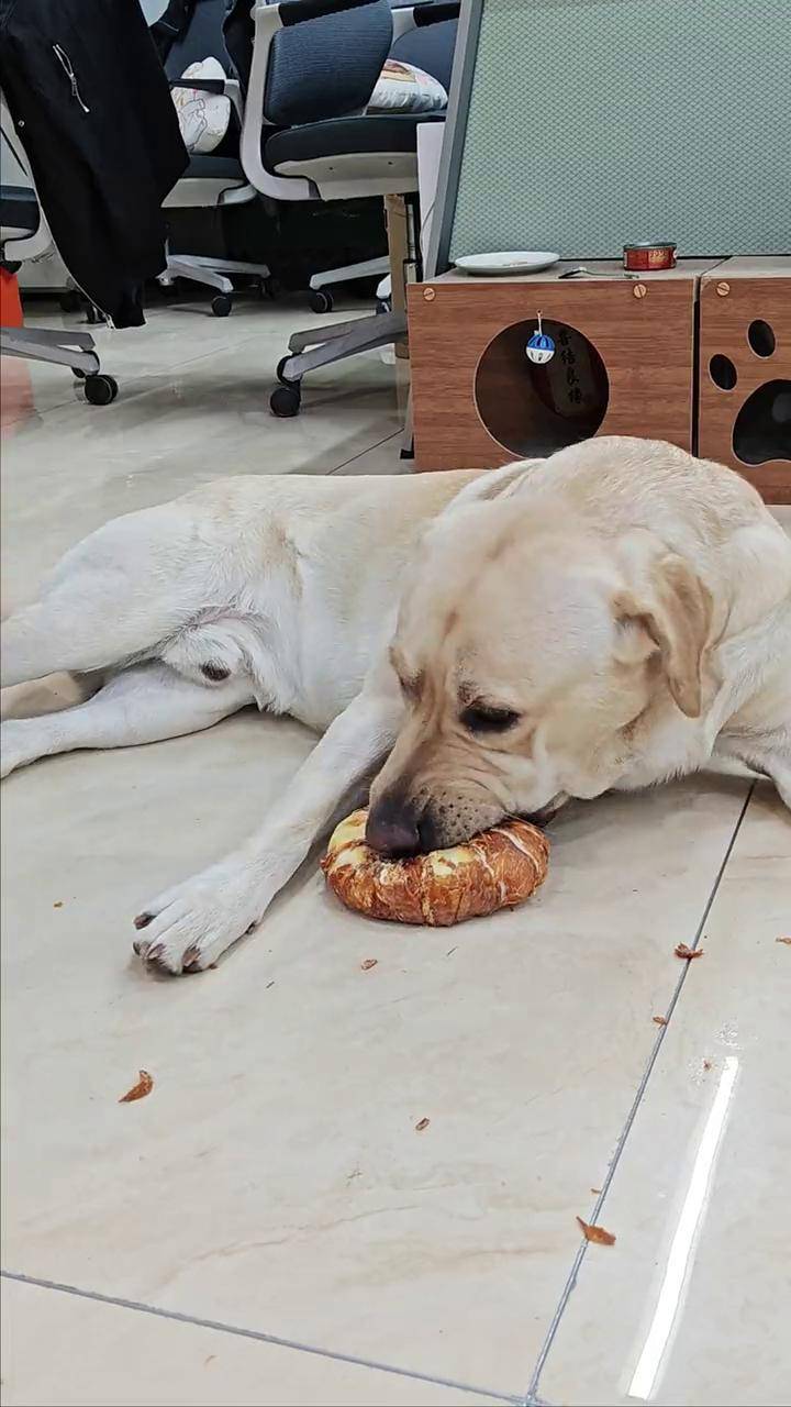 看,这有一只拉不拉猪 当你有只嘴馋小狗 一看就是干饭狗 拉布拉多 养