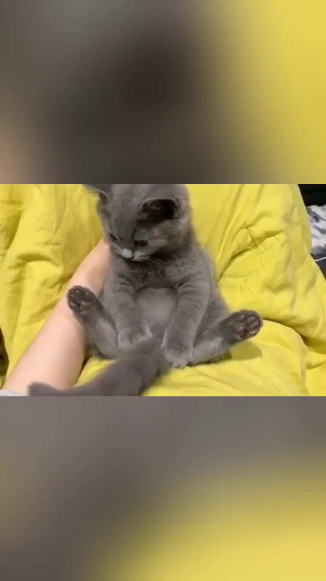 小猫咪的微表情都是通过尾巴来表达的 萌宠 宠物知识 抖in萌宠计划 萌