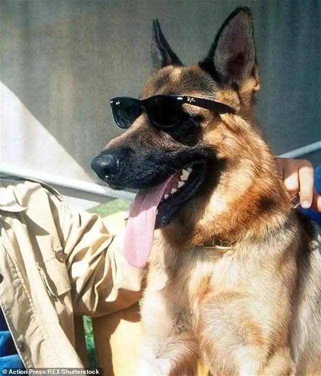 “世界上最贵的狗”卖出570万美元！系狼和牧羊犬杂交（最贵的狼狗多少钱）