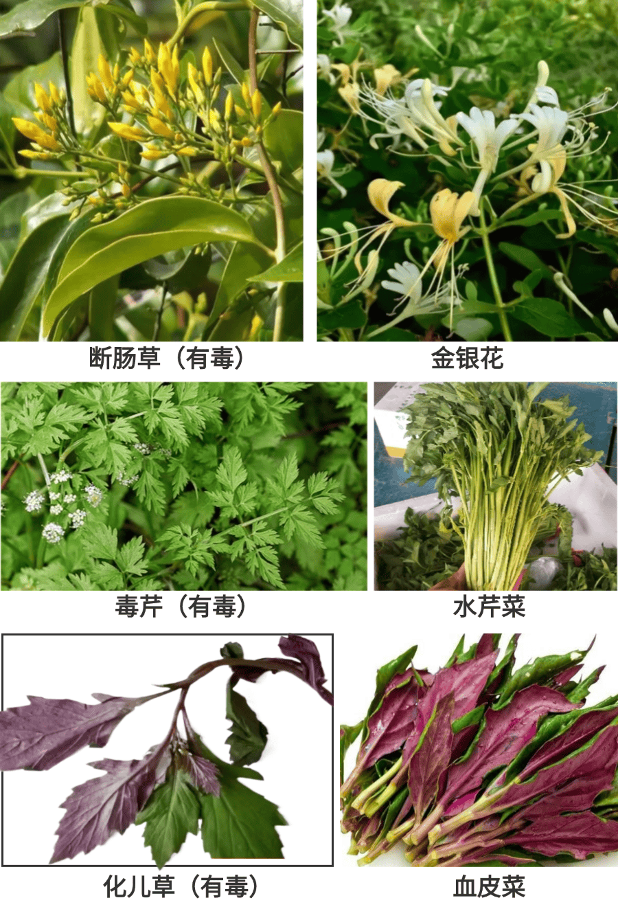 与血皮菜,断肠草和金银花等,容易误采误食中毒