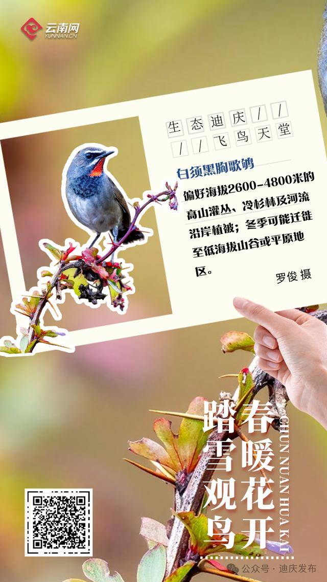 迪庆：一幅飞鸟与自然共舞的生态画卷，生态迪庆：珍稀鸟类的隐秘家园