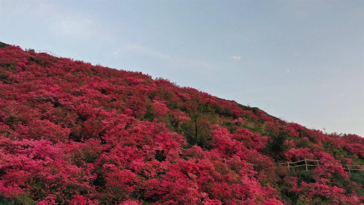 木兰云雾山发出邀约：雾里看杜鹃，何似在人间！